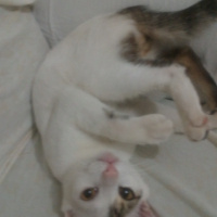 Tekir Kedi, Kedi  Gri fotoğrafı