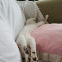Tekir Kedi, Kedi  Gri fotoğrafı