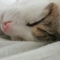 Tekir Kedi, Kedi  Gri fotoğrafı