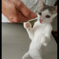 Tekir Kedi, Kedi  Gri fotoğrafı