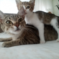 Tekir Kedi, Kedi  Gri fotoğrafı