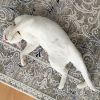 Van Kedisi, Kedi  Mavis fotoğrafı
