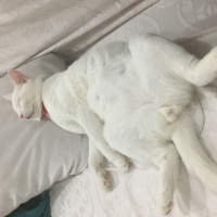 Van Kedisi, Kedi  Mavis fotoğrafı
