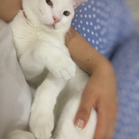 Van Kedisi, Kedi  Mavis fotoğrafı