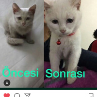 Van Kedisi, Kedi  Mavis fotoğrafı