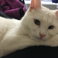 Van Kedisi, Kedi  Mavis fotoğrafı