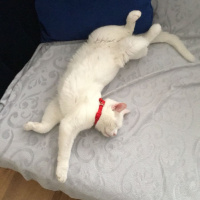 Van Kedisi, Kedi  Mavis fotoğrafı