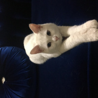 Van Kedisi, Kedi  Mavis fotoğrafı