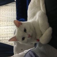Van Kedisi, Kedi  Mavis fotoğrafı
