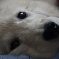 Golden Retriever, Köpek  MİŞA fotoğrafı