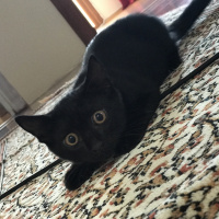 Van Kedisi, Kedi  Gece fotoğrafı