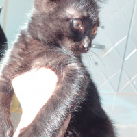 Van Kedisi, Kedi  Gece fotoğrafı