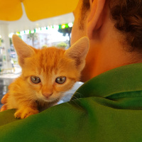 Tekir Kedi, Kedi  Ball fotoğrafı
