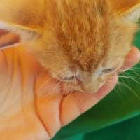 Tekir Kedi, Kedi  Ball fotoğrafı