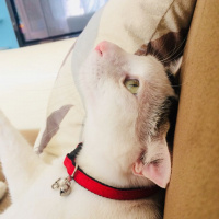 Tekir Kedi, Kedi  Köpük fotoğrafı