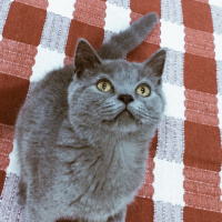 British Shorthair, Kedi  Bella fotoğrafı