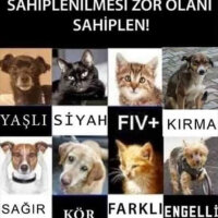 Soke, Kedi  Maydonoz fotoğrafı