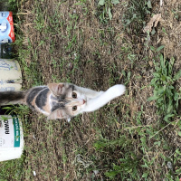 Tekir Kedi, Kedi  Mumu fotoğrafı