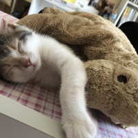 Tekir Kedi, Kedi  Mumu fotoğrafı