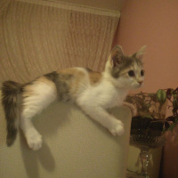 Tekir Kedi, Kedi  Mumu fotoğrafı