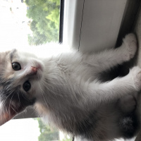 Tekir Kedi, Kedi  Mumu fotoğrafı