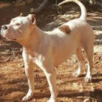 Amerikan Pitbull Terrier, Köpek  Leo fotoğrafı