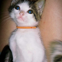 Tekir Kedi, Kedi  Şivas fotoğrafı