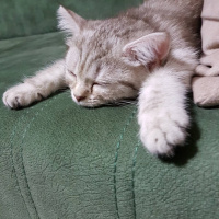 British Shorthair, Kedi  Hena fotoğrafı