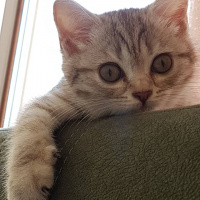 British Shorthair, Kedi  Hena fotoğrafı