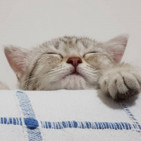 British Shorthair, Kedi  Hena fotoğrafı