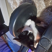 Tekir Kedi, Kedi  CEKU fotoğrafı