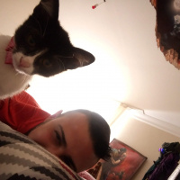 Tekir Kedi, Kedi  CEKU fotoğrafı