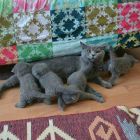 British Shorthair, Kedi  Mira fotoğrafı