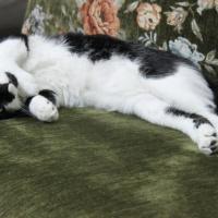 Tekir Kedi, Kedi  Eti fotoğrafı