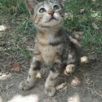 Tekir Kedi, Kedi  PufPuf fotoğrafı