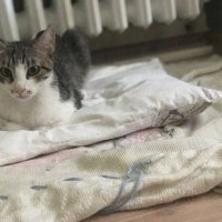 Tekir Kedi, Kedi  Miu fotoğrafı