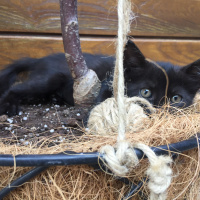 Tekir Kedi, Kedi  Ponçik fotoğrafı
