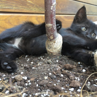 Tekir Kedi, Kedi  Ponçik fotoğrafı