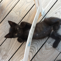 Tekir Kedi, Kedi  Ponçik fotoğrafı
