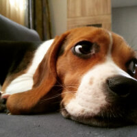 Beagle, Köpek  Badem fotoğrafı