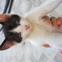 Tekir Kedi, Kedi  Boncuk fotoğrafı