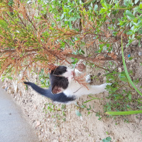 Tekir Kedi, Kedi  Boncuk fotoğrafı