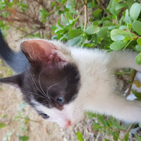 Tekir Kedi, Kedi  Boncuk fotoğrafı