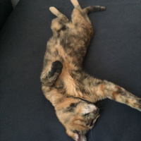 Tekir Kedi, Kedi  Leblebi fotoğrafı