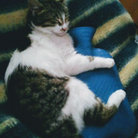 Tekir Kedi, Kedi  Pamuk fotoğrafı