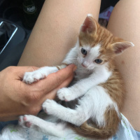 Tekir Kedi, Kedi  Limon fotoğrafı