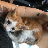 Tekir Kedi, Kedi  Limon fotoğrafı