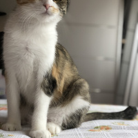 Scottish Fold, Kedi  Babi fotoğrafı