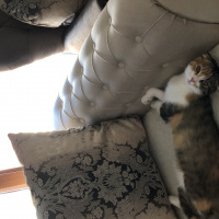 Scottish Fold, Kedi  Babi fotoğrafı