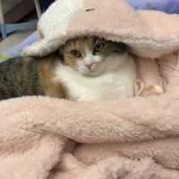 Scottish Fold, Kedi  Babi fotoğrafı